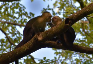 Capuchin hand in mouth