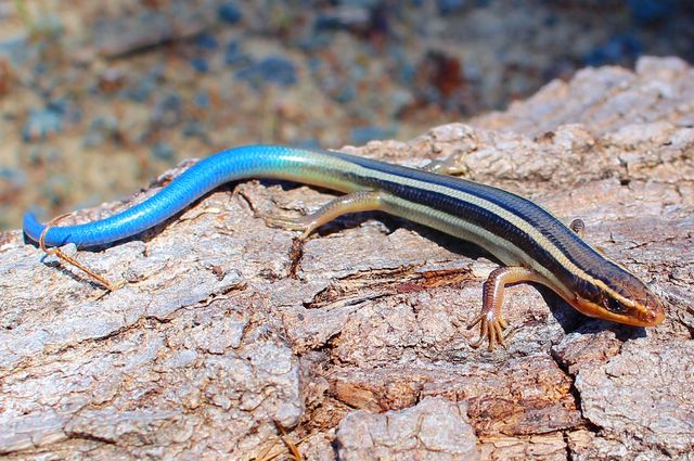 Juvenile western skink