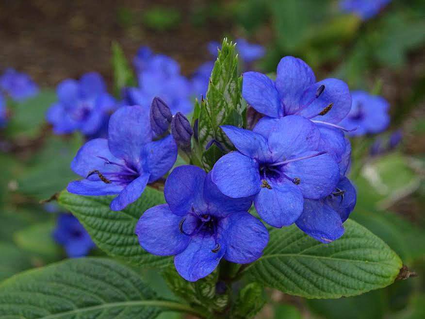 Botanical garden flower