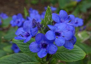 Botanical garden flower