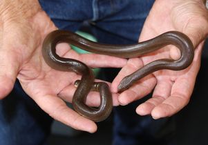 Northern rubber boa
