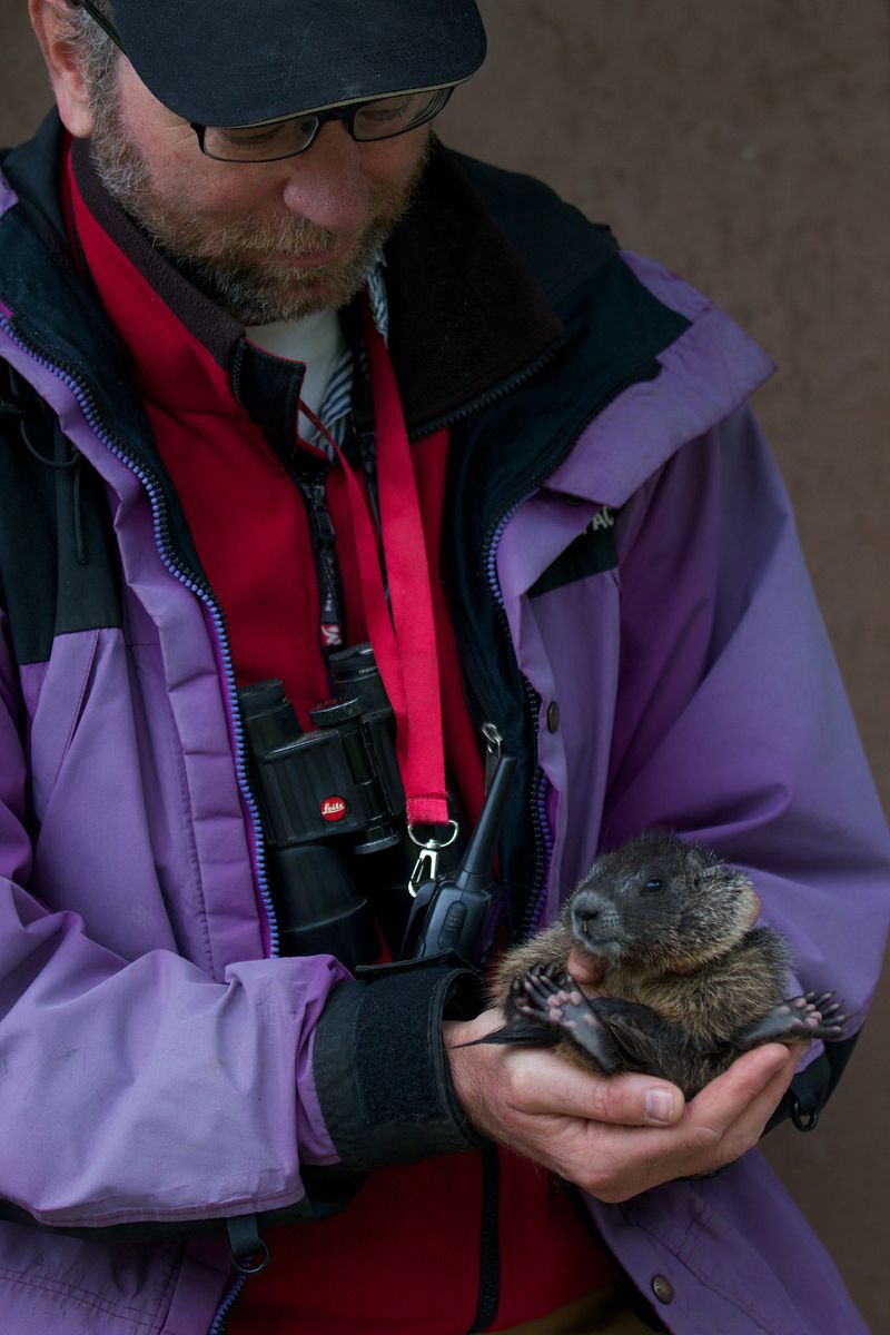 Daniel Blumstein photo holding marmot