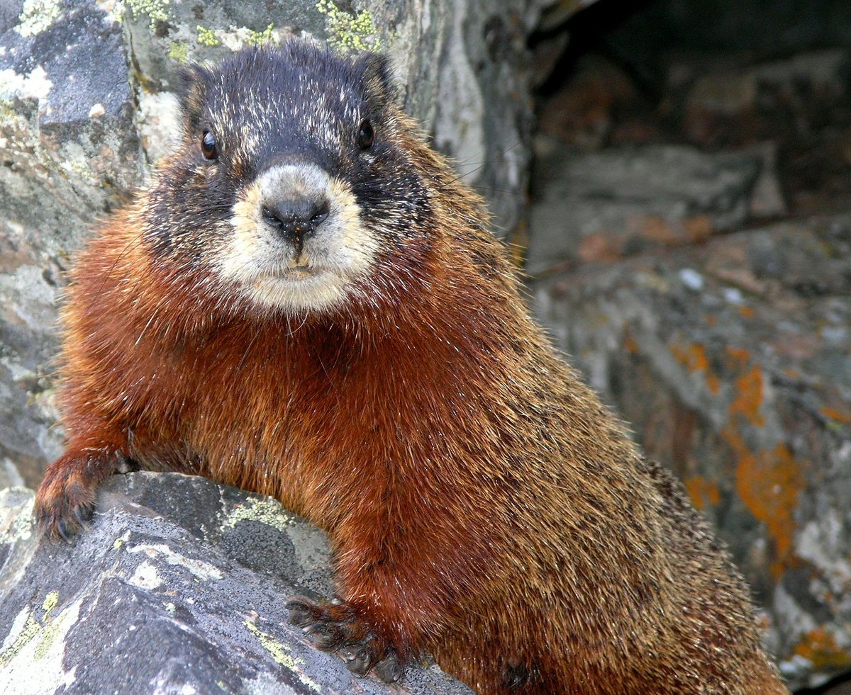 Yellow-bellied marmot