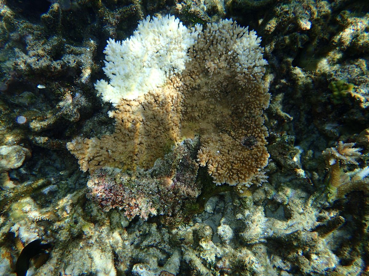 Bleached coral