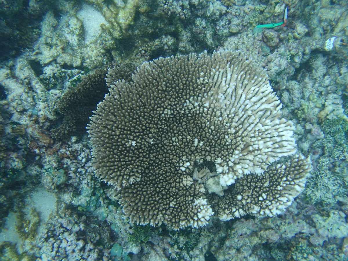 Bleached coral