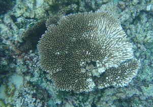 Bleached coral
