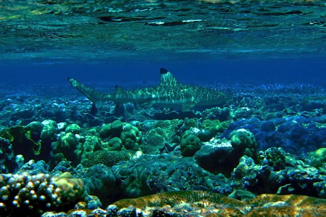 blacktip reef shark