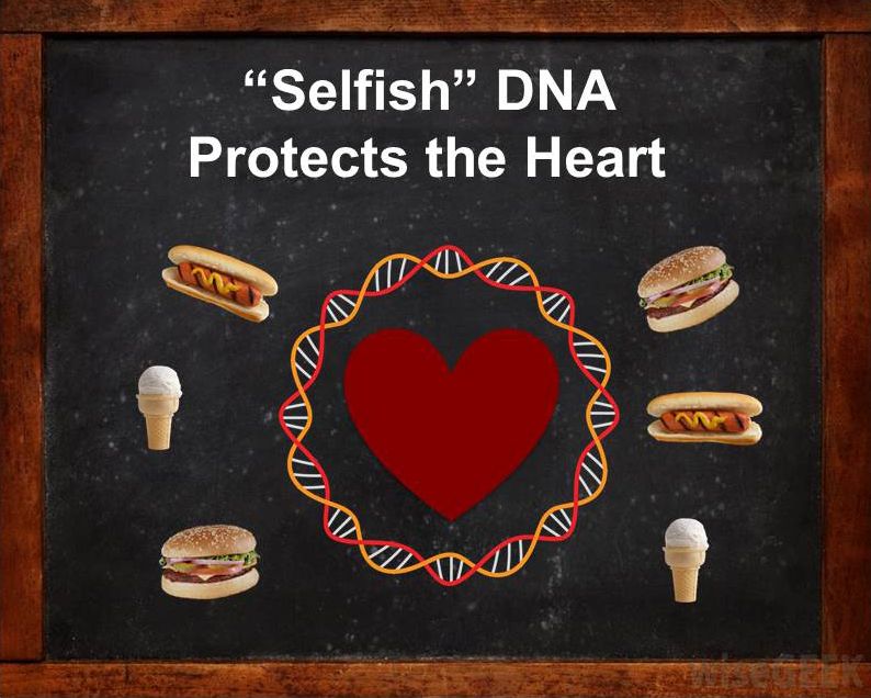 "Selfish" DNA illustration