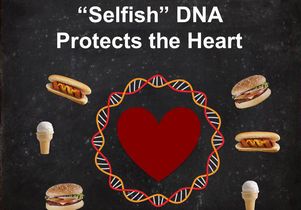 "Selfish" DNA illustration