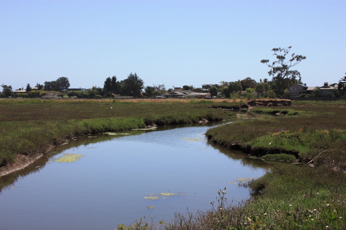 Carpinteria Salt Marsh Reserve