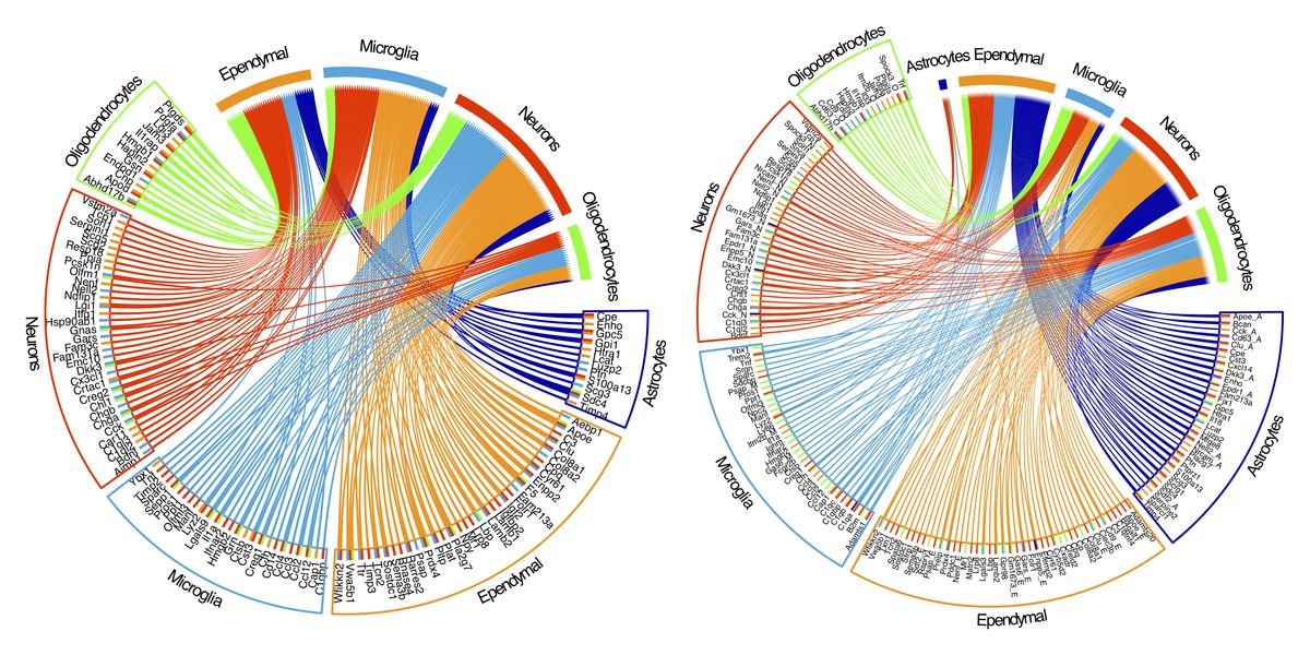 Head injuries rewire cell communication