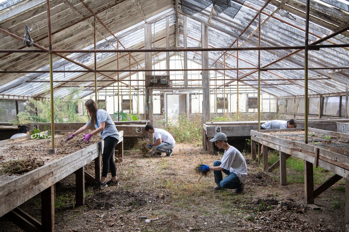 UCLA volunteers at VA Veterans Garden