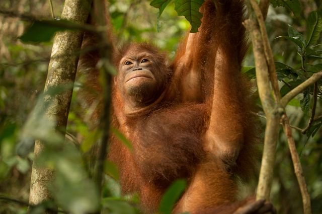 Orangutan