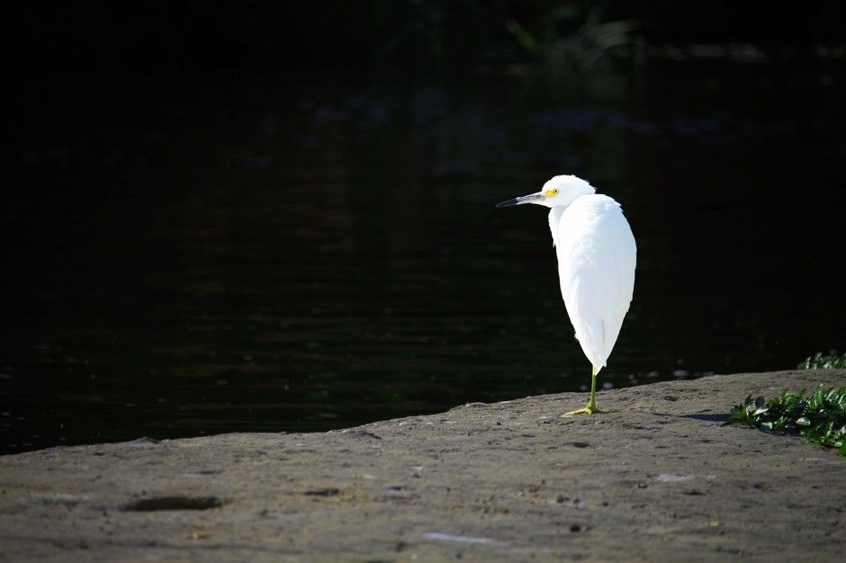 Los Angeles River fauna