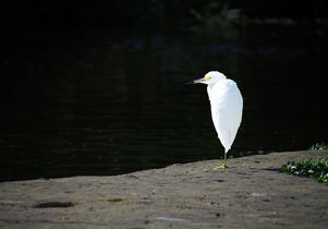 Los Angeles River fauna