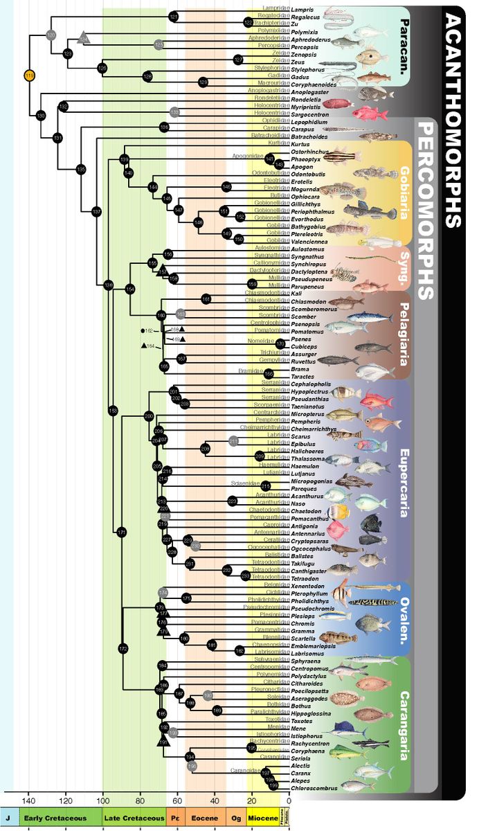 Evolutionary history of major groups of Acanthomorphs