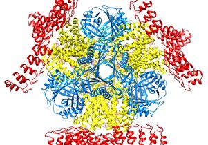 Molecular scaffolding
