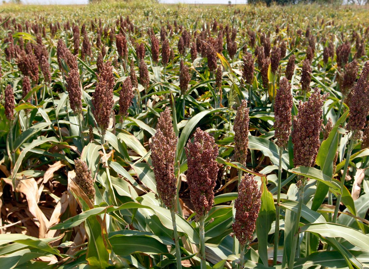 Sorghum growing