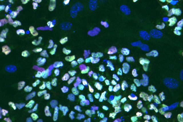 Naive embryonic stem cells