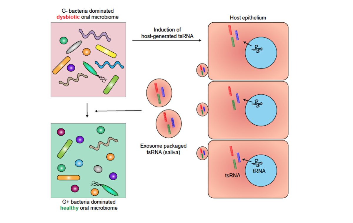 RNA oral microbiome