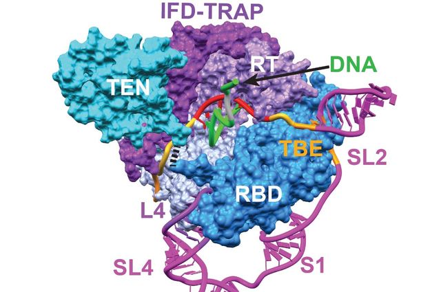 Telomerase’s catalytic core