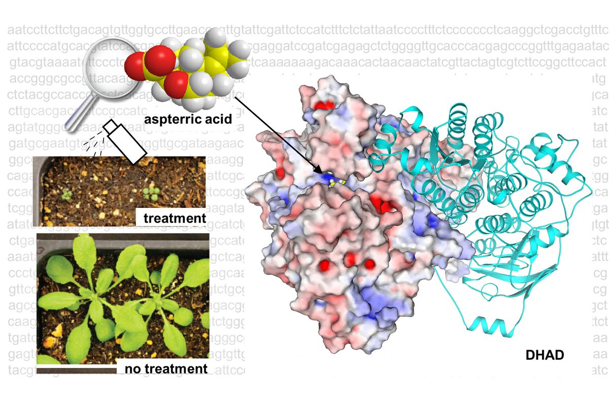 Herbicide and enzyme process