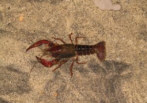 Crayfish