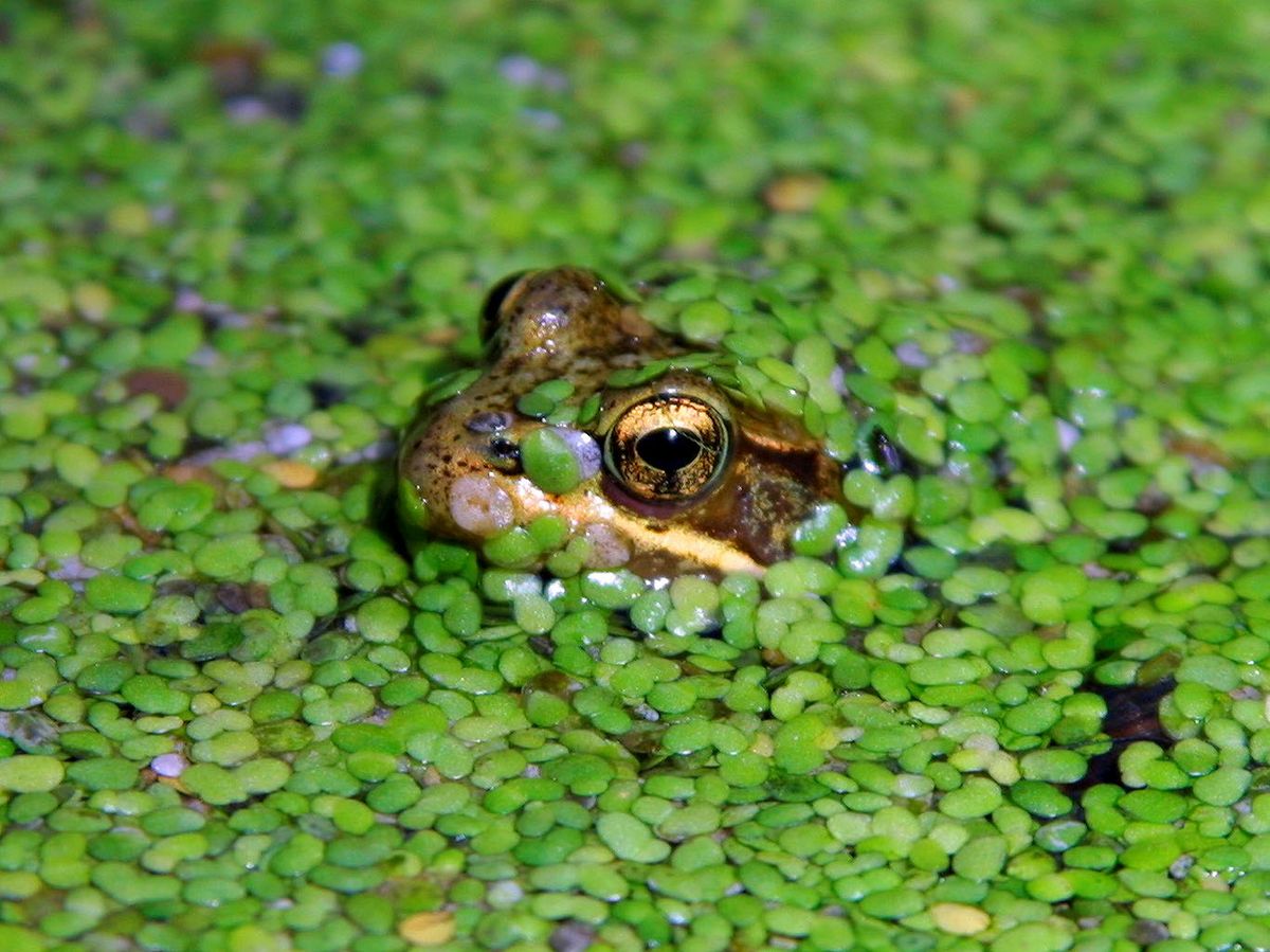 Red-legged frog
