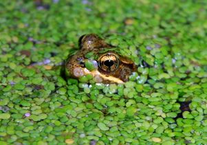 Red-legged frog