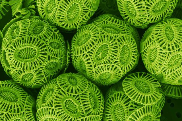 Magnified coccolithophores