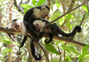 Capuchin monkeys