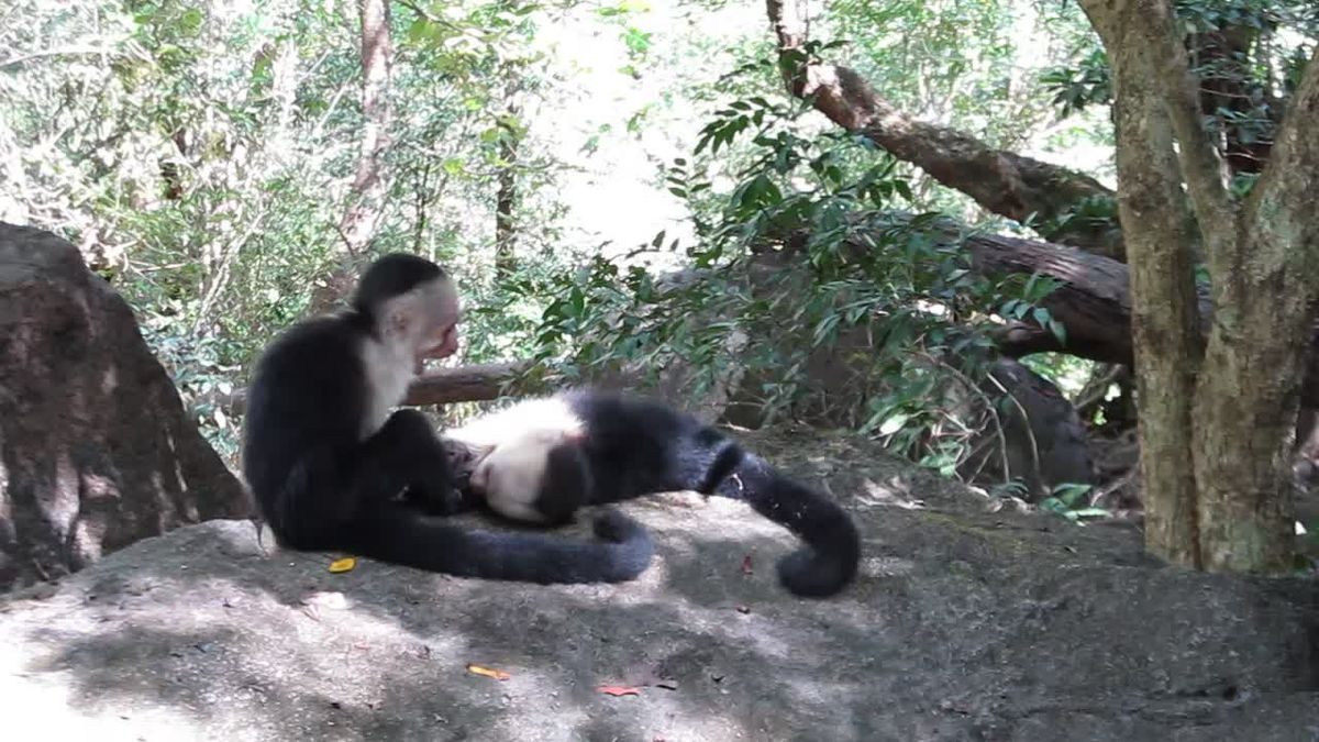Winslow Homer playing