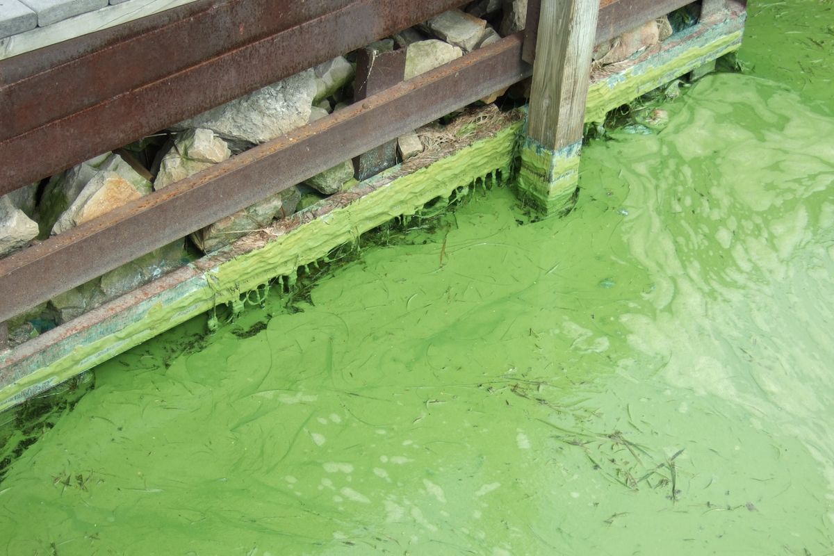 Harmful algal bloom