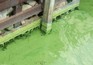 Harmful algal bloom