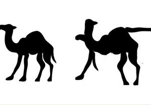 Camels