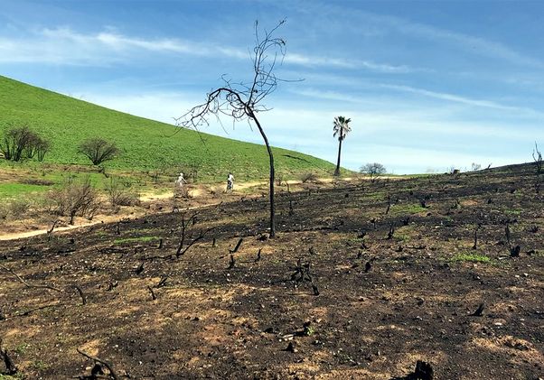 Wildfire aftermath showing scorched ground