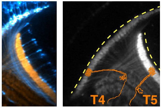 Neurons signaling UCLA