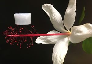 Ceramic aerogel on flower
