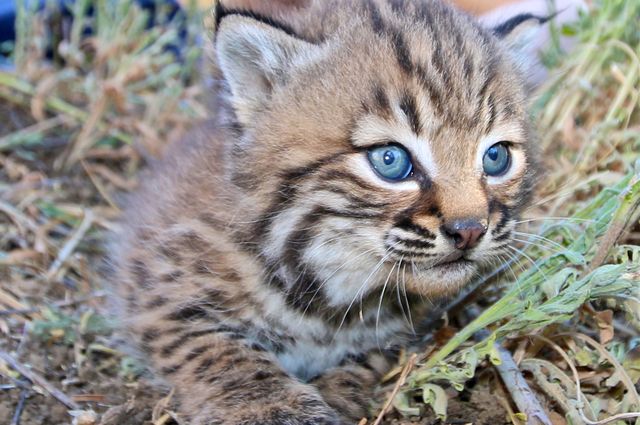 2 Studies Link Household Rat Poison To Changes In L A Bobcats Immune System And Genetics Ucla