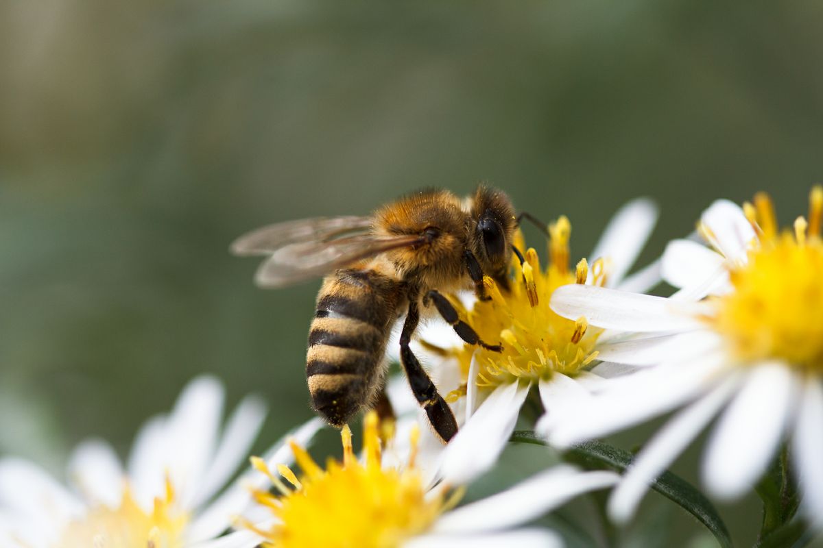 Bee