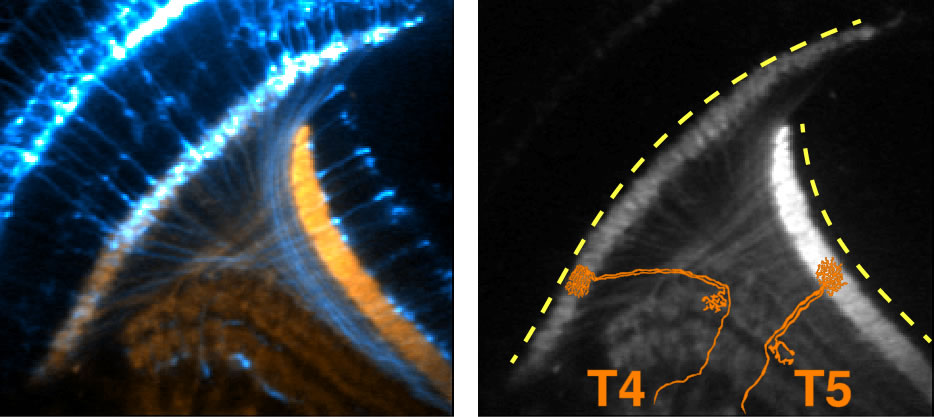 Electrical Activity Early In Fruit Flies Brain Development Could Shed Light On How Neurons Wire The Brain Ucla Health Los Angeles Ca