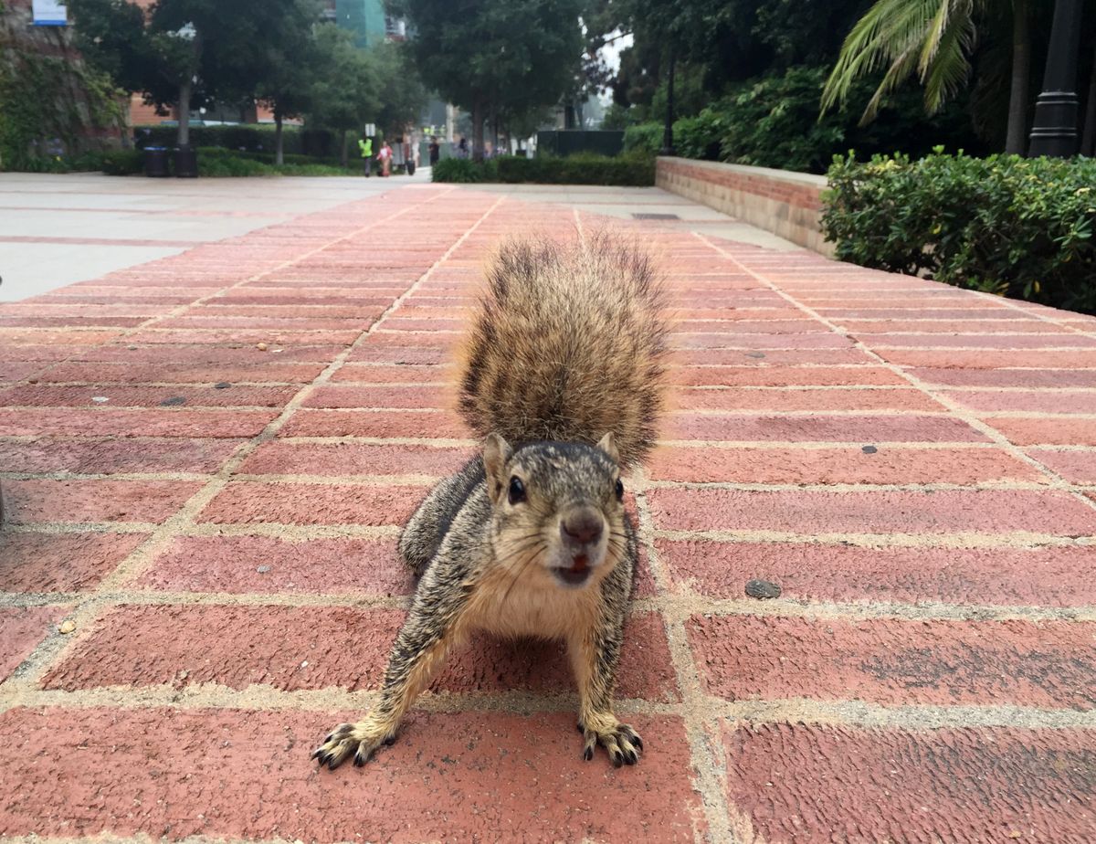 One of the UCLA campus squirrels