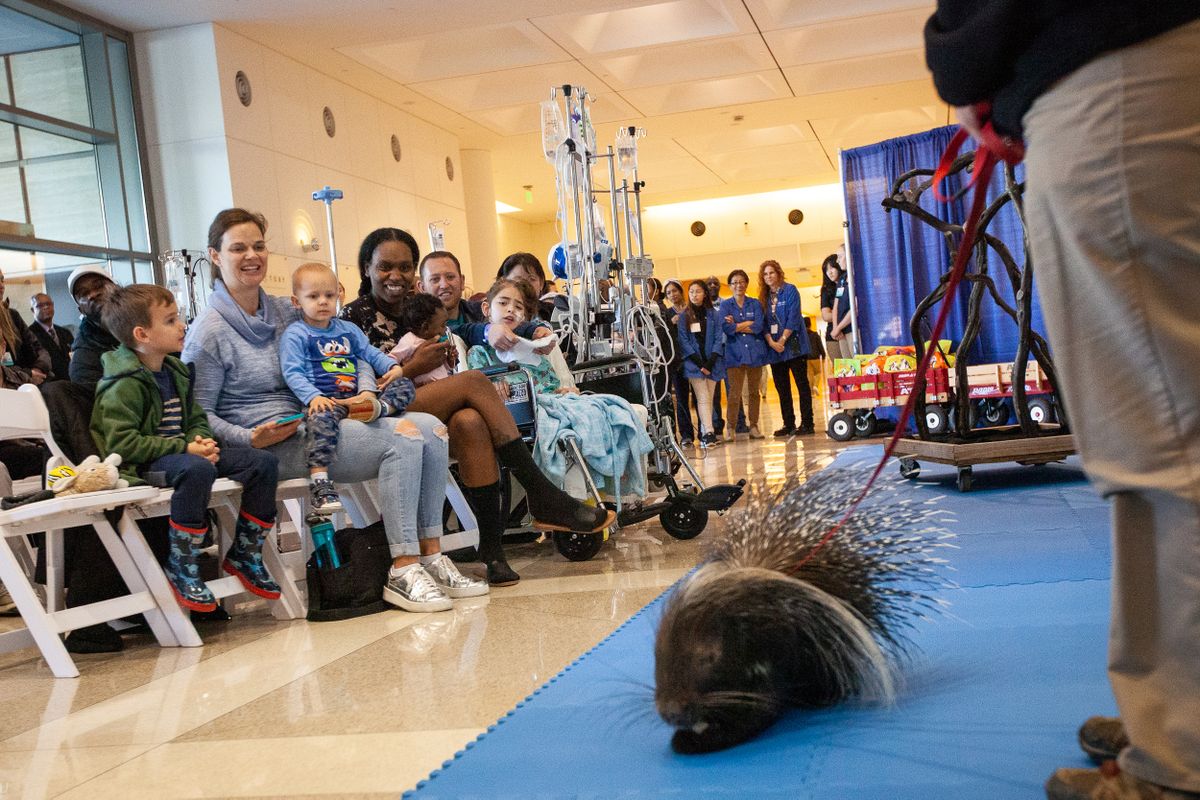 UCLA Mattel and San Diego Zoo - porcupine