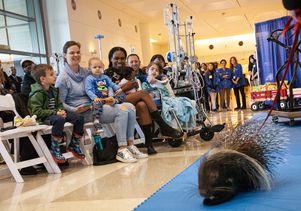 UCLA Mattel and San Diego Zoo - porcupine