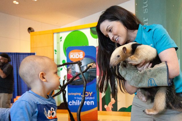 UCLA Mattel and San Diego Zoo - Tamandua