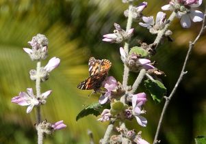 Painted lady butterfly