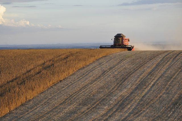 Soybean harvest