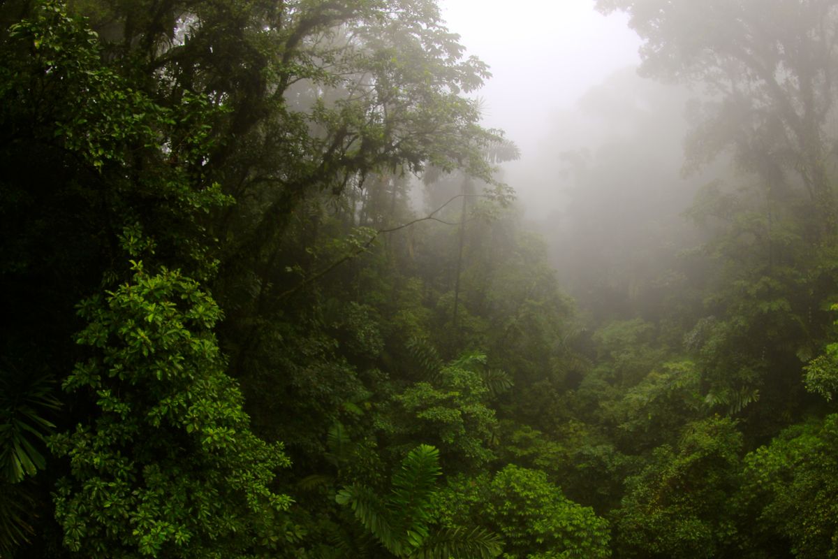 Tropical rain forest