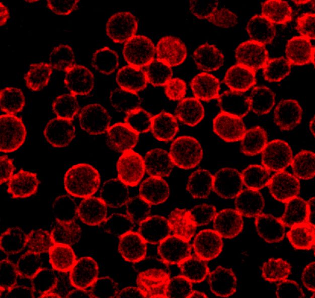 Blood cells with i-insulin