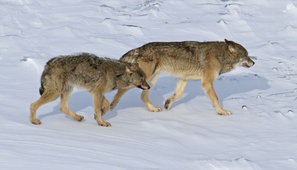 Wolves at Isle Royale, Lake Superior